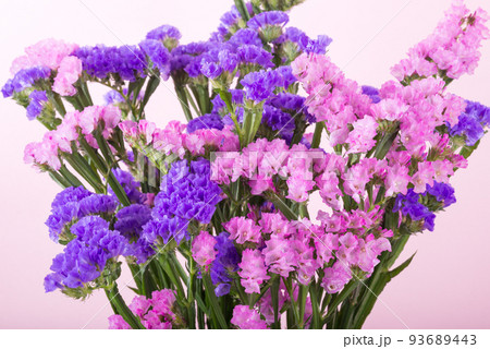 ピンクの背景の二色のハナハマサジの花のアップ ピンクの背景の二色のハナハマサジの花のアップ 93689443