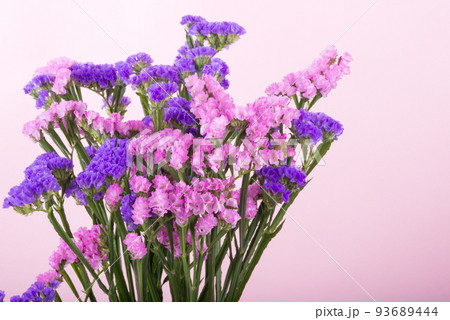 ピンクの背景の二色のハナハマサジの花 93689444