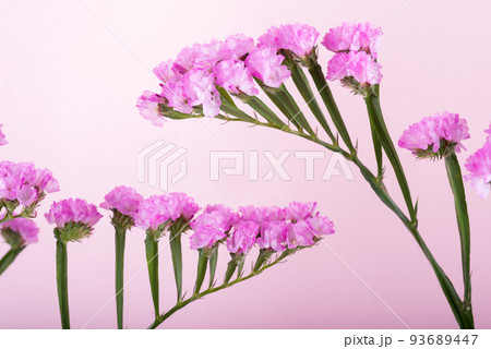 ピンクの背景の赤紫のハナハマサジの花のアップ 93689447