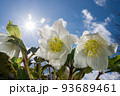 太陽の下の白いレンテンローズの花 93689461