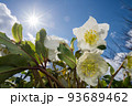 太陽の下の白いレンテンローズの花 93689462