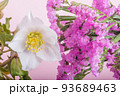 白いレンテンローズと赤紫のハナハマサジの花 93689463