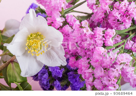 白いレンテンローズと二色のハナハマサジの花 93689464