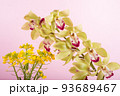 ピンクバックの菜の花とシンビジウムの花 93689467