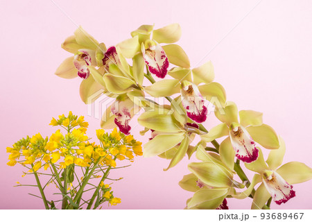 ピンクバックの菜の花とシンビジウムの花 93689467