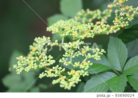 藪枯らし(ヤブカラシ)の花 藪枯らし(ヤブカラシ)の花 93690024