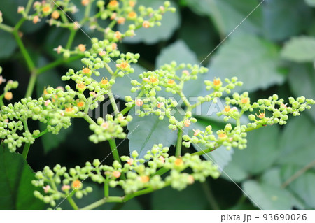 藪枯らし（ヤブカラシ）の花 93690026