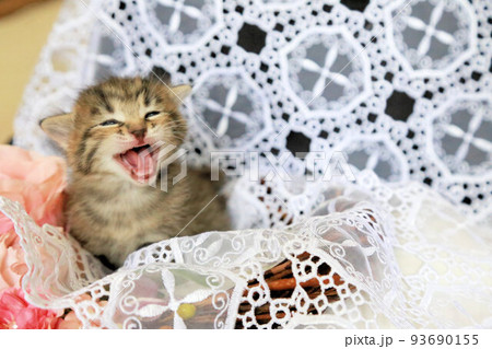 生後一カ月程度、キジトラ野良猫の赤ちゃん、可愛い保護猫の子猫 93690155