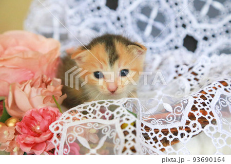 生後一カ月弱、目が開いたばかりのの三毛茶トラ野良猫の赤ちゃん、可愛い保護猫の子猫 93690164