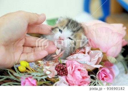 生後間もない人工授乳が必要な、目が開いたばかりの虎三毛の野良猫の赤ちゃん、可愛い保護猫の子猫 93690182