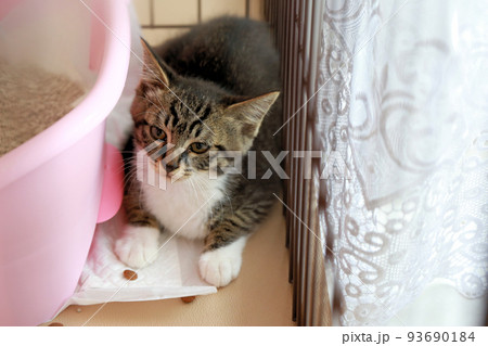 生後三カ月程度、可愛い野良猫、可愛い保護猫の子猫 生後三カ月程度、可愛い野良猫、可愛い保護猫の子猫 93690184