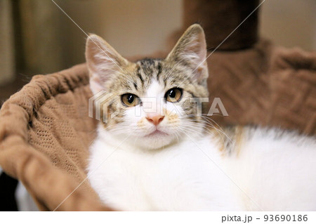 生後三カ月程度、可愛い野良猫、可愛い保護猫の子猫 生後三カ月程度、可愛い野良猫、可愛い保護猫の子猫 93690186