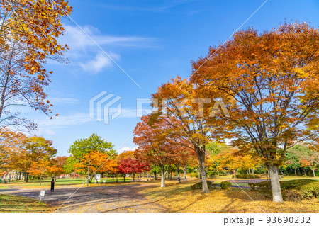 七木田公園　紅葉　秋　青空 93690232
