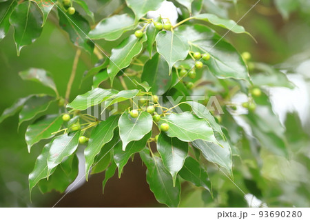 実をつけたクスノキ 実をつけたクスノキ 93690280