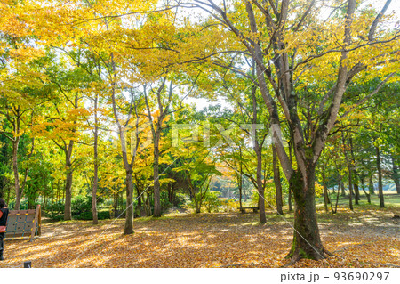 七木田公園　紅葉　秋 93690297