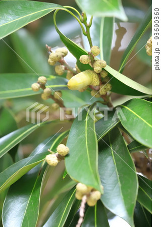 実をつけた馬刀葉椎（マテバシイ） 93690360