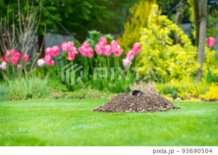 European mole (Talpa europaea) destroying lawn with its mole hills and underground tunnels 93690504