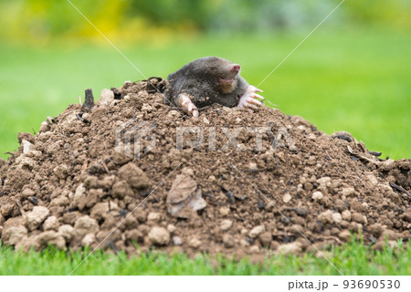 Mole animal - Talpa Europaea, causing damage as a pest in the garden with its mole hills and underground tunnels 93690530