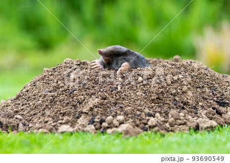 European mole (Talpa europaea) destroying lawn with its mole hills and underground tunnels 93690549