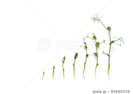 pea sprouts in different grown stages lined up in a row, isolated on white pea sprouts in different grown stages lined up in a row, isolated on white 93690559