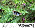 アオタテハモドキの休憩 93690674