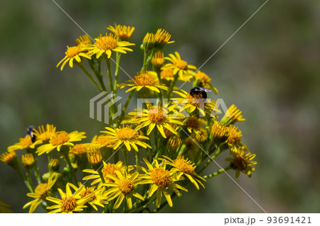 yellow flowering plants of Ragwort, Jacobaea vulgaris early morning on sunny day with blue sky in summer season close up 93691421