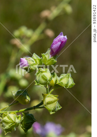 Cornish mallow, cretan hollyhock or malvarrosa, Malva multiflora Lavatera cretica Malvarrosa de Creta Cornish mallow, cretan hollyhock or malvarrosa, Malva multiflora Lavatera cretica Malvarrosa de Creta 93691422