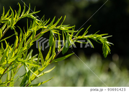 Solidago canadensis, known as Canada goldenrod or Canadian goldenrod, is herbaceous perennial plant of family Asteraceae. It is often forms colonies of upright growing plants, with yellow flowers 93691423