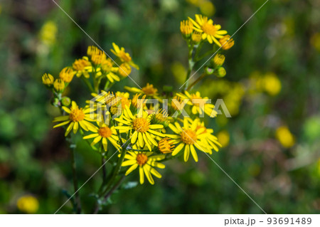 Closeup of many butterflies on a yellow flowering common ragwort or Jacobaea vulgaris plant Closeup of many butterflies on a yellow flowering common ragwort or Jacobaea vulgaris plant 93691489