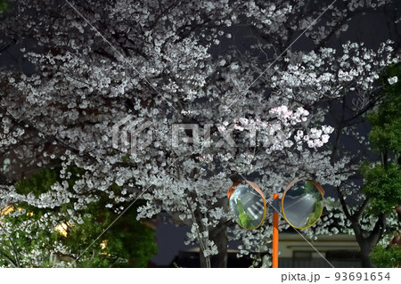 夜桜 93691654
