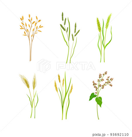 Grain Crop or Cereal Species as Cultivated Grass on Stalk with Inflorescences Vector Set Grain Crop or Cereal Species as Cultivated Grass on Stalk with Inflorescences Vector Set 93692110