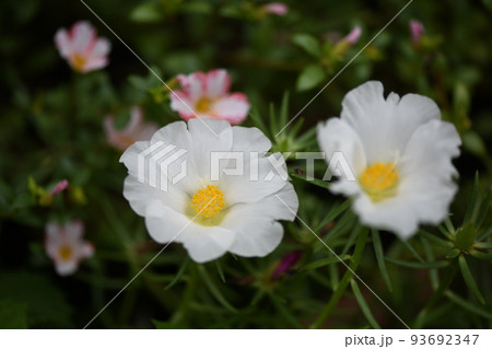 純白のマツバボタン（松葉牡丹）の花 93692347