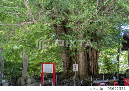夏の山寺の風景 立石寺 日枝神社 御神木の銀杏 山形県山形市 夏の山寺の風景 立石寺 日枝神社 御神木の銀杏 山形県山形市 93692521