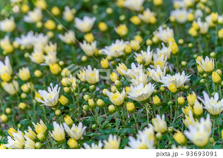 川越菊まつり 93693091