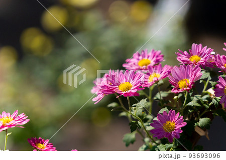 川越菊まつり 93693096