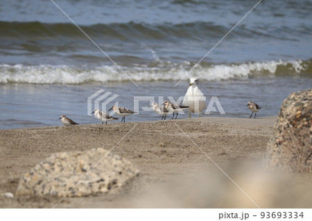 一緒に餌を探すシギたちとウミネコ 93693334