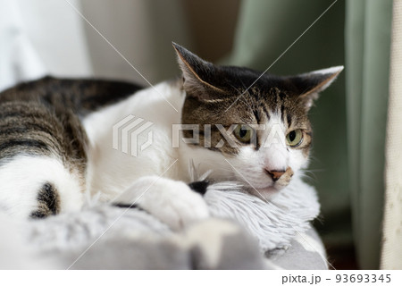 見つめる猫 キジトラ猫 見つめる猫 キジトラ猫 93693345