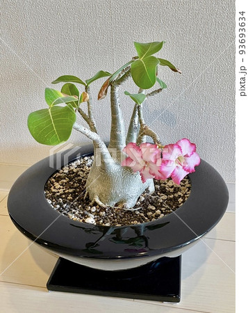アデニウム 花 開花 観葉植物 93693634