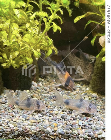 熱帯魚 コリドラス ワイツマニー 93693637