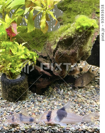 熱帯魚 コリドラス スーパービコロール ワイツマニー 熱帯魚 コリドラス スーパービコロール ワイツマニー 93693638
