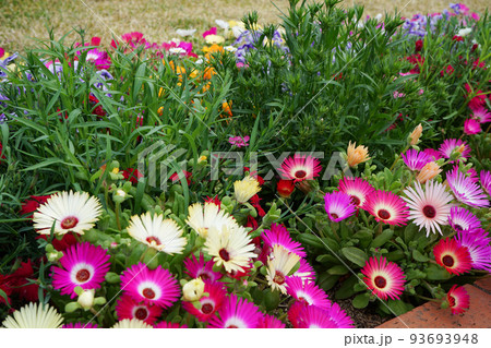 色とりどりの花々 色とりどりの花々 93693948