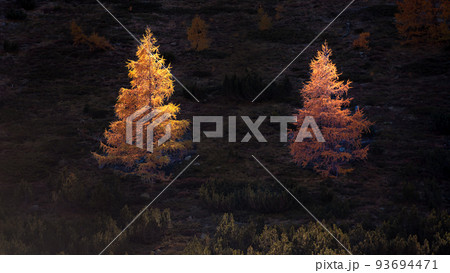 Two larch trees illuminated by the sun in autumn 93694471