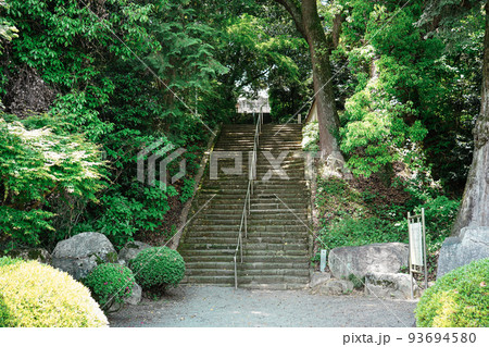 「小松尾寺のクス」として知られるクスノキの巨木(香川県三豊市) 「小松尾寺のクス」として知られるクスノキの巨木(香川県三豊市) 93694580