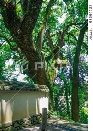 「小松尾寺のクス」として知られるクスノキの巨木（香川県三豊市） 93694582