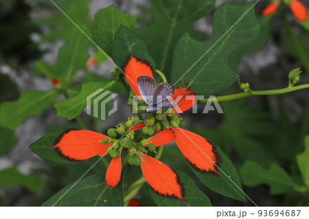 日本の夏の庭に咲くショウジョウソウの蜜を吸うヤマトシジミ 日本の夏の庭に咲くショウジョウソウの蜜を吸うヤマトシジミ 93694687