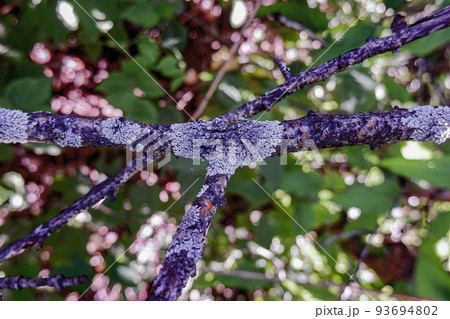 pest fungus grows on tree branches,tree diseases,fungus parasite pest fungus grows on tree branches,tree diseases,fungus parasite 93694802