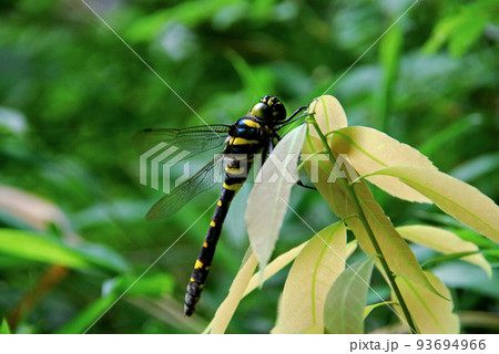オオヤマトンボ オオヤマトンボ 93694966