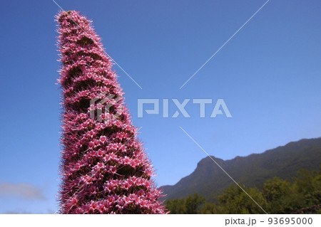Tajinaste rosado, Caldera de Taburiente National Park, Spain 93695000