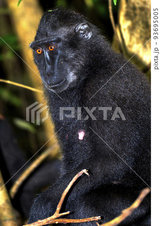 Celebes Crested Macaque, Tangkoko Nature Reserve, Indonesia 93695005