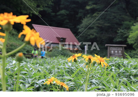 竜神平の夏の花 93695096